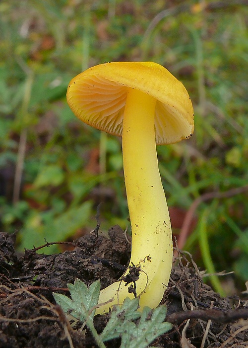 lúčnica citrónovožltá Hygrocybe chlorophana (Fr.) Wünsche