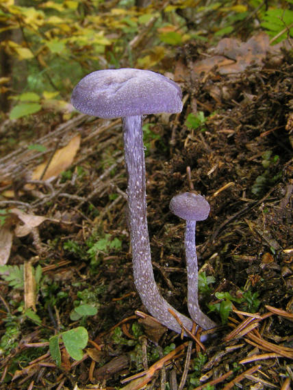 lakovka ametystová Laccaria amethystina (Huds.) Cooke