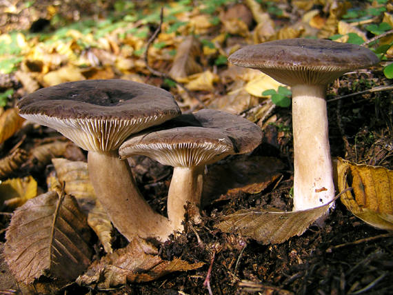 rýdzik sadzový Lactarius picinus Fr.