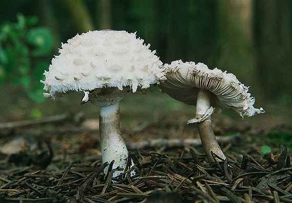 bedľa hustošupinatá Leucoagaricus nympharum (Kalchbr.) Bon