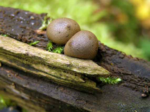 vlčinka Lycogala sp.