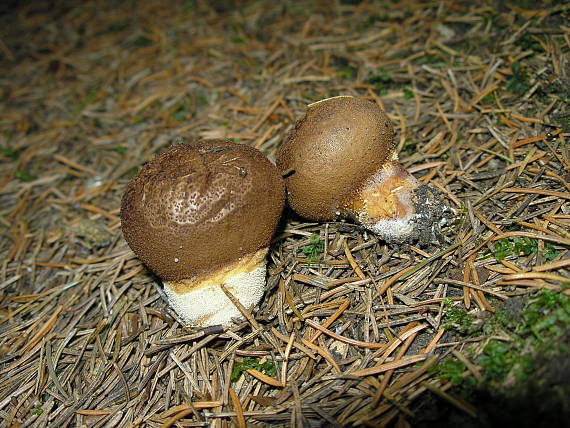 prášnica hnednúca Lycoperdon molle Pers.