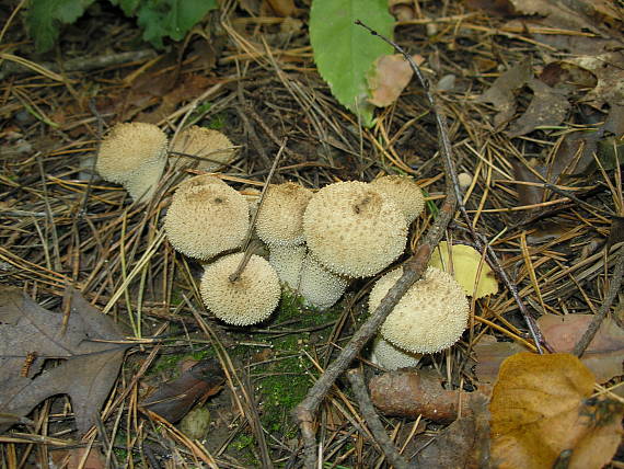 prášnica bradavičnatá Lycoperdon perlatum Pers.