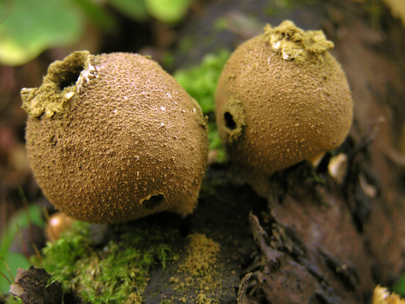 prášnica hruškovitá Lycoperdon pyriforme Schaeff.