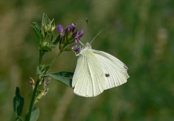 mlynárik kapustový Pieris brassicae