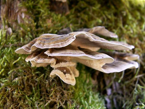 trúdnikovec pestrý Trametes versicolor (L.) Lloyd