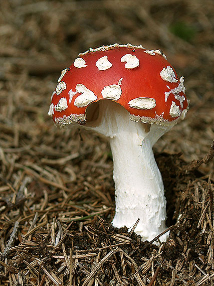 muchotrávka červená Amanita muscaria (L.) Lam.