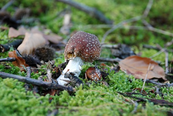 muchotrávka červená Amanita muscaria (L.) Lam.