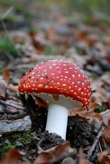 muchotrávka červená Amanita muscaria (L.) Lam.