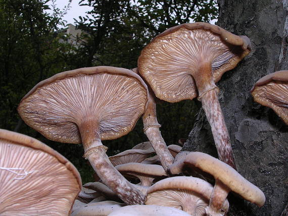 podpňovka Armillaria sp.