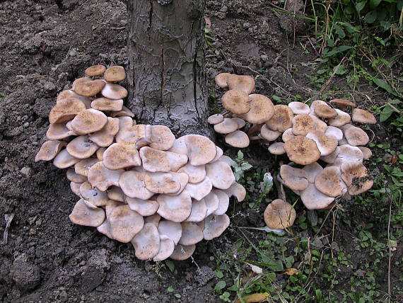 podpňovka Armillaria sp.