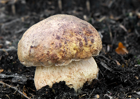 hríb Boletus sp.