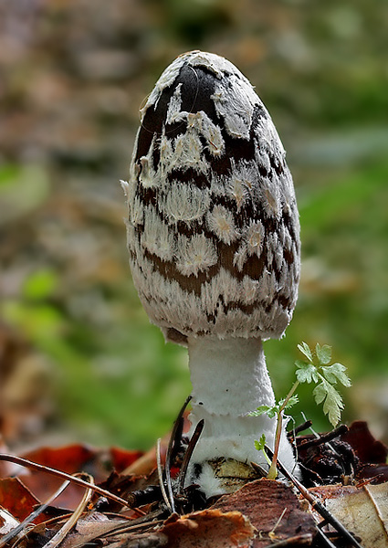 hnojník strakatý Coprinopsis picacea (Bull.) Redhead, Vilgalys & Moncalvo