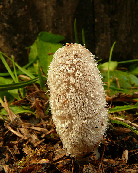 hnojník Coprinus sp.