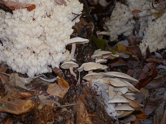 koralovec bukový Hericium coralloides (Scop.) Pers.