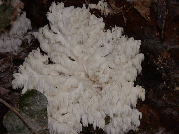 koralovec bukový Hericium coralloides (Scop.) Pers.