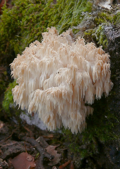 koralovec bukový Hericium coralloides (Scop.) Pers.