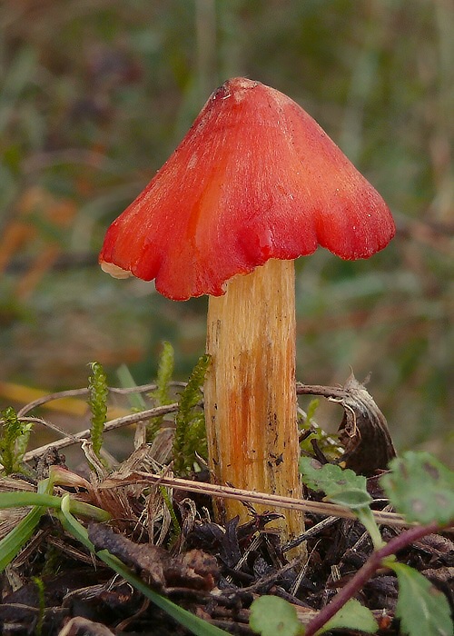 lúčnica kužeľovitá Hygrocybe conica (Schaeff.) P. Kumm.