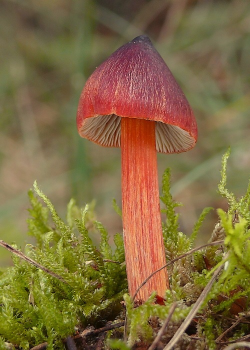 lúčnica kužeľovitá Hygrocybe conica (Schaeff.) P. Kumm.