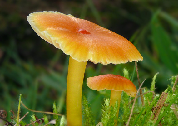 lúčnica bradavkatá Hygrocybe subpapillata Kühner