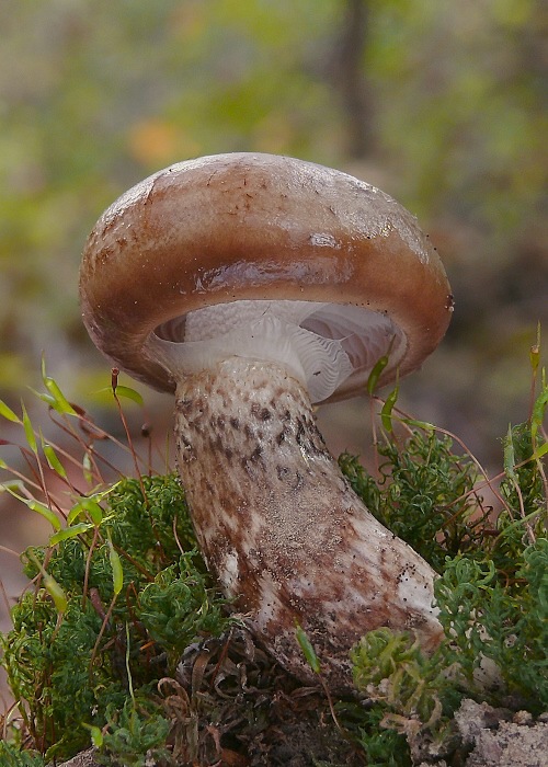 štavnačka Persoonova Hygrophorus persoonii Arnolds