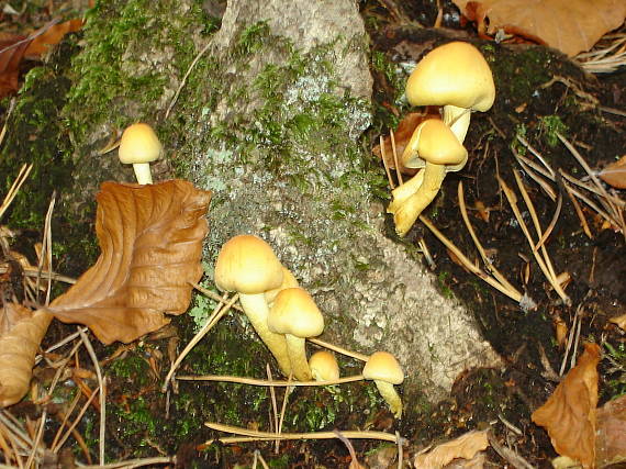 strapcovka Hypholoma sp.