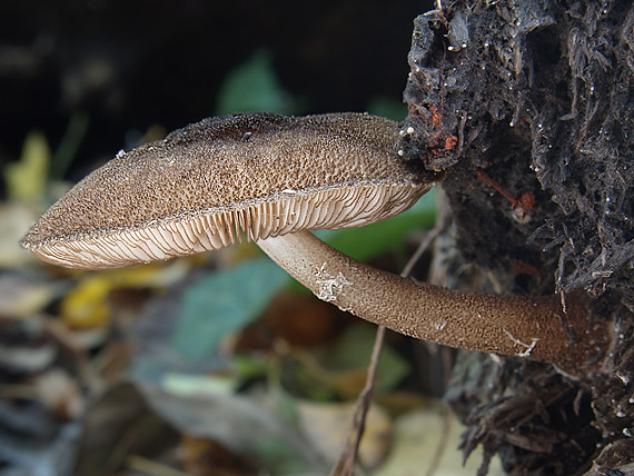 štítovka vláknitá Pluteus umbrosus (Pers.) P. Kumm.