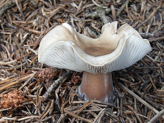 peniazovka maslová Rhodocollybia butyracea (Bull.) Lennox