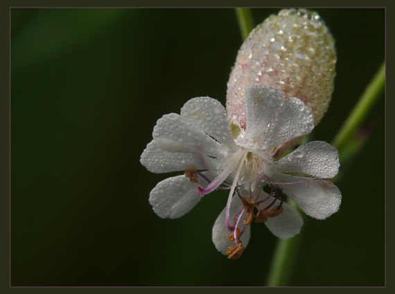 silenka nadutá Silene vulgaris (Moench) Garcke