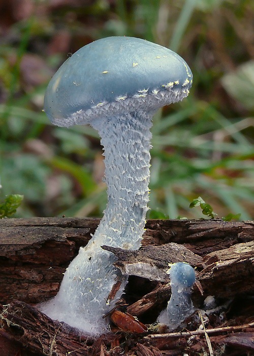 golierovka zelenomodrá Stropharia caerulea Kreisel