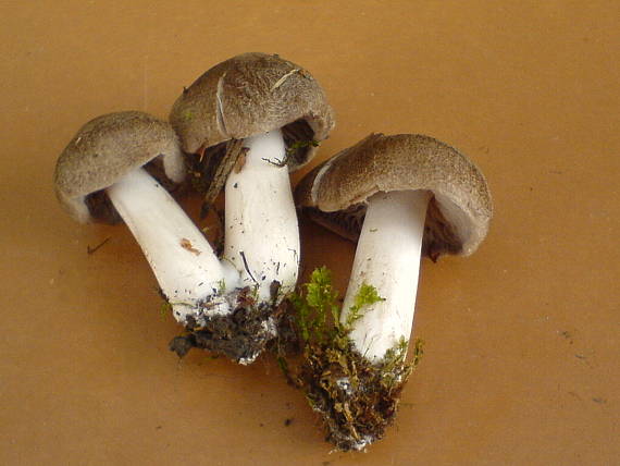 čírovka Tricholoma sp.