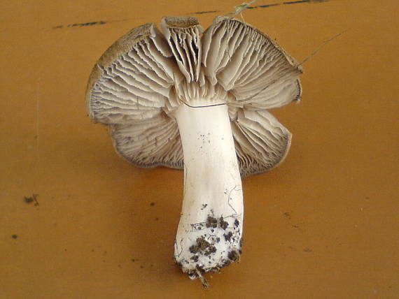 čírovka Tricholoma sp.