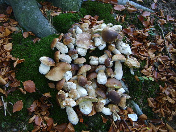 hríb smrekový boletus edulis Bull.