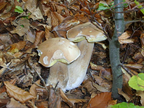 hríb smrekový boletus edulis Bull.