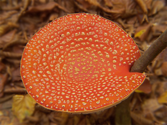 muchotrávka červená Amanita muscaria (L.) Lam.