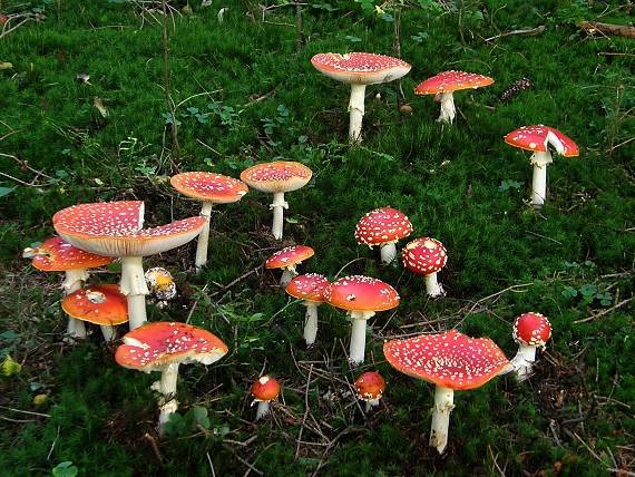 rodinka úžasných Amanita muscaria (L.) Lam.