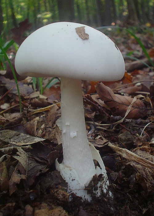 muchotrávka zelená var. biela Amanita phalloides var. alba Costantin & L.M. Dufour