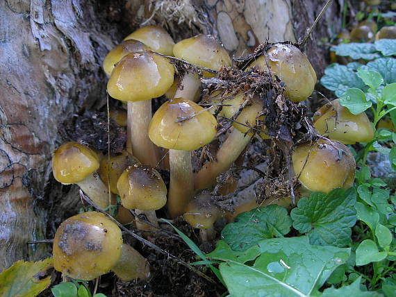 podpňovka obyčajná Armillaria mellea (Vahl) P. Kumm.