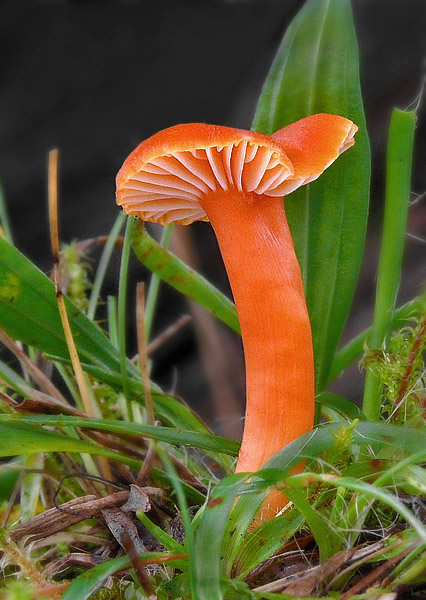 lúčnica reidova Hygrocybe reidii Kühner