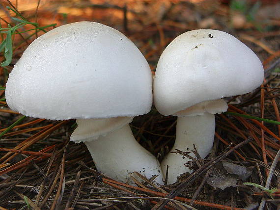 bedlica ružovolupeňová Leucoagaricus leucothites (Vittad.) Wasser