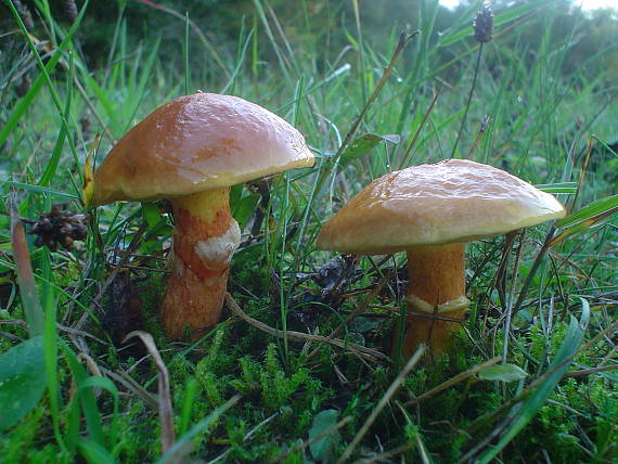 masliak smrekovcový Suillus grevillei (Klotzsch) Singer