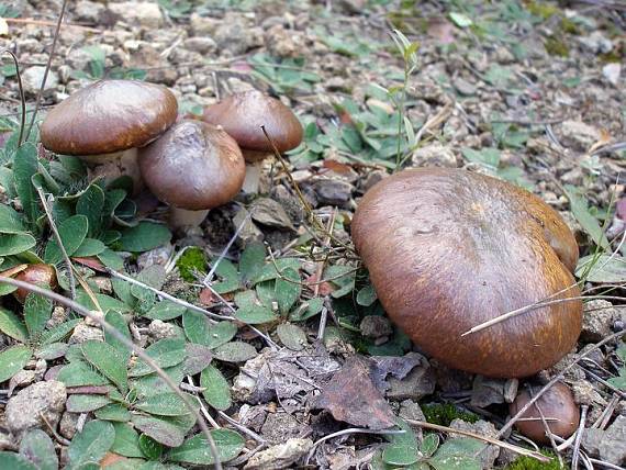 masliak obyčajný Suillus luteus (L.) Roussel