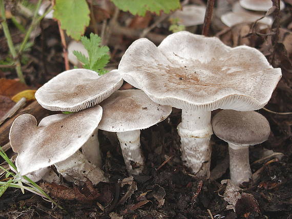 čírovka vŕbová Tricholoma cingulatum (Almfelt) Jacobashch