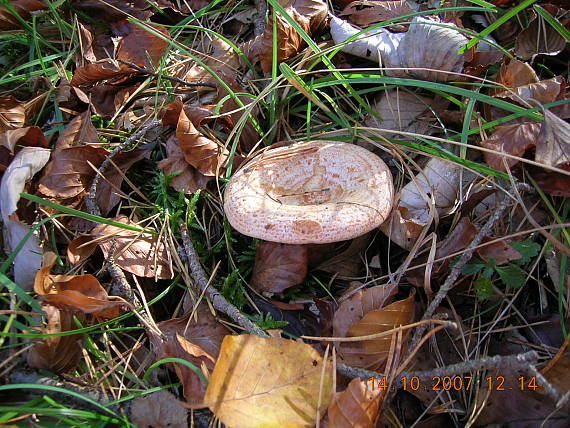 rýdzik 	Lactarius sp.