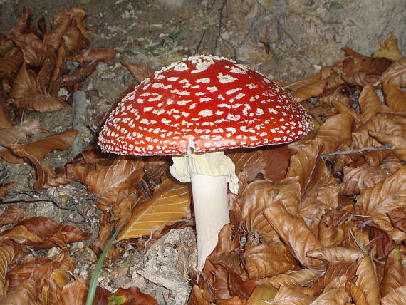 muchotrávka červená Amanita muscaria (L.) Lam.