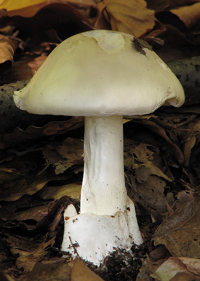 muchotrávka zelená Amanita phalloides var.alba