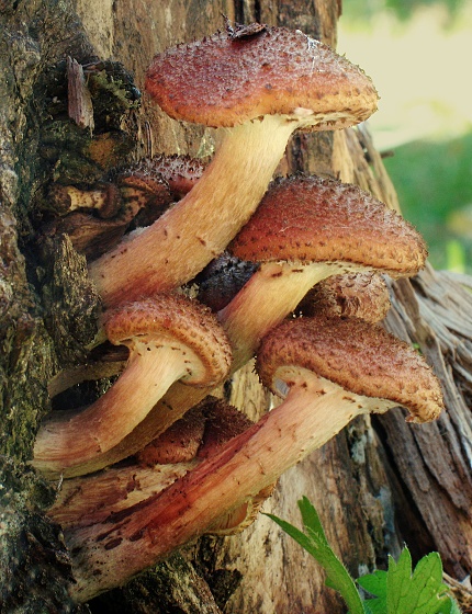 podpňovka tmavá Armillaria ostoyae (Romagn.) Herink