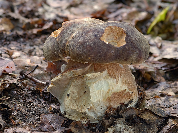 hríb bronzový Boletus aereus Bull. ex Fr.