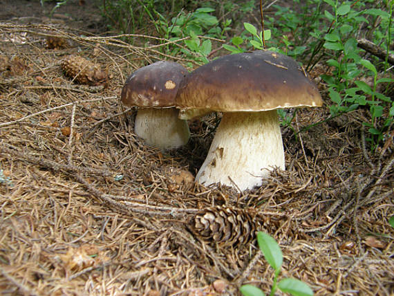 hríb smrekový Boletus edulis Bull.