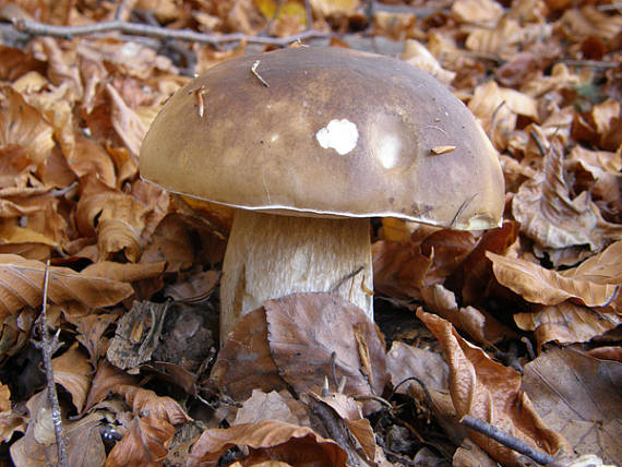 hríb dubový Boletus reticulatus Schaeff.